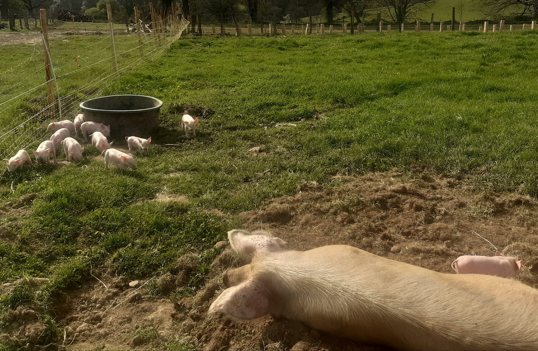 Photo de Ferme Au pré de mon arbre