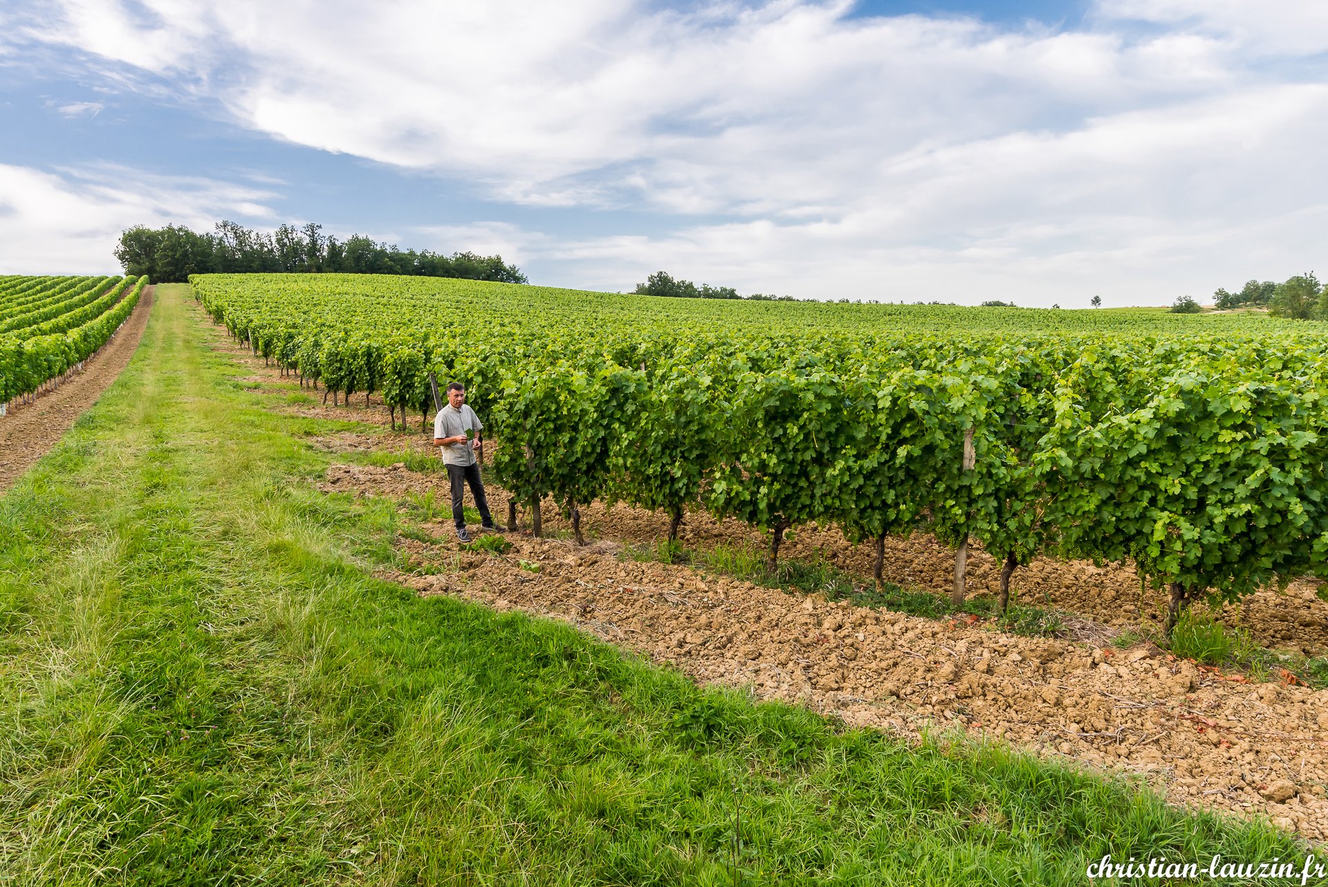 Illustration de l’exploitation Domaine de Guillau