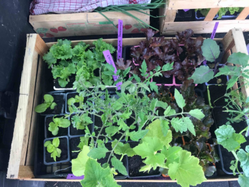 atelier semis de printemps