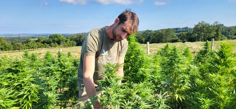 Produits à base de chanvre