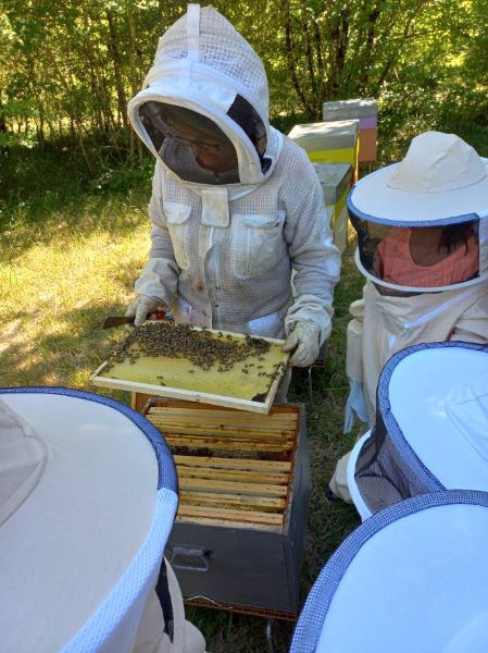 Découverte de l'apiculture 