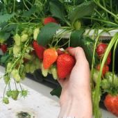 Cueillette de Fraises