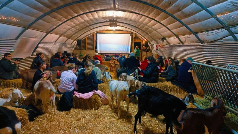 Soirée Ciné biquettes, plaide et câlins 