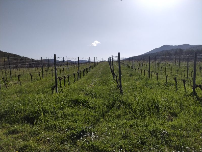 Vins Bio (blanc, rouge, pétillant et jus de raisin) au domaine 