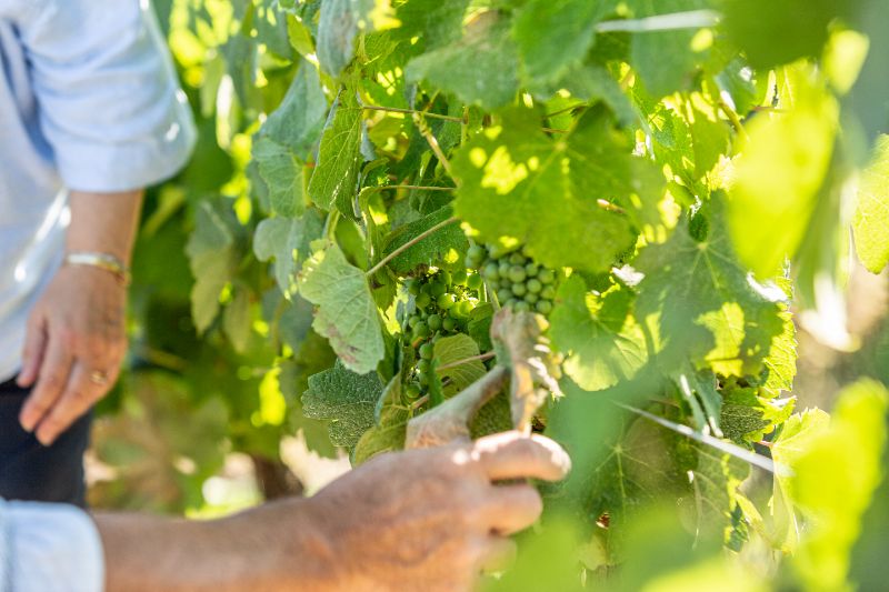 Visite de la vigne à la cave